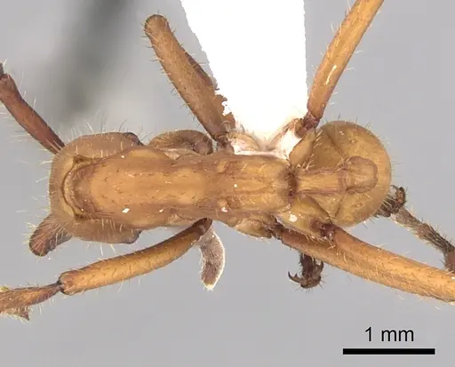 Eciton hamatum specimen CASENT0249456 image casent0249456_1