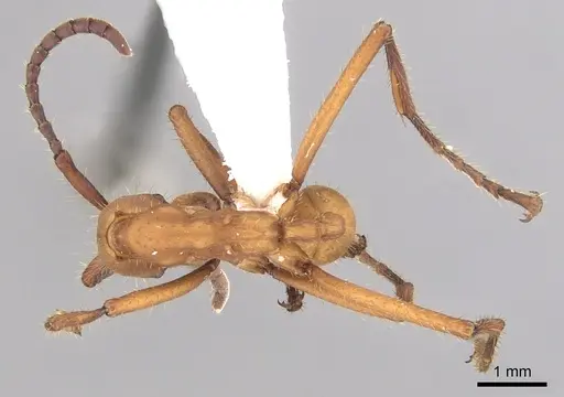 Eciton hamatum specimen CASENT0249456 image casent0249456_2