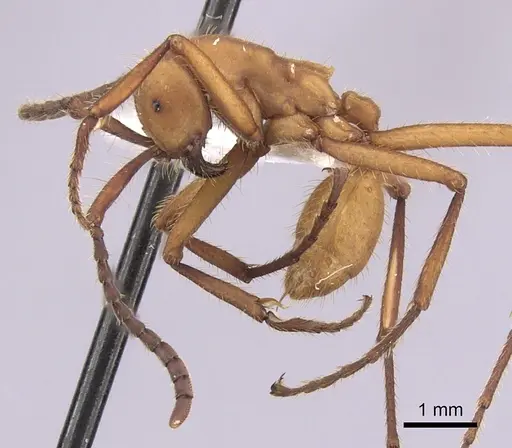 Eciton hamatum specimen CASENT0249456 image casent0249456_4