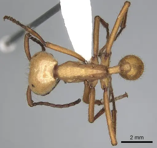 Eciton hamatum specimen CASENT0249457 image casent0249457_1