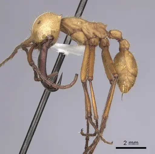 Eciton hamatum specimen CASENT0249457 image casent0249457_3