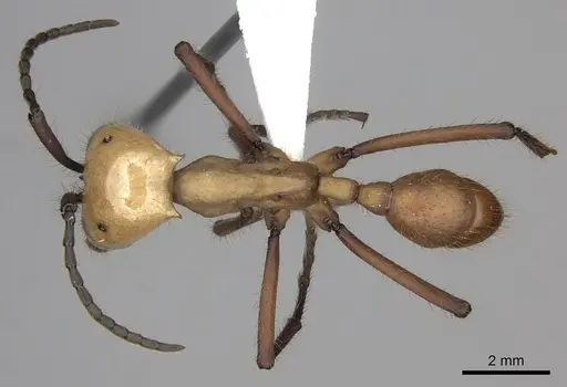 Eciton hamatum specimen CASENT0612205 image casent0612205_1