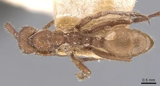 Eciton hamatum specimen CASENT0905949 image casent0905949_1