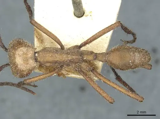 Eciton hamatum specimen CASENT0911379 image casent0911379_1