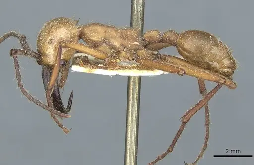 Eciton hamatum specimen CASENT0911379 image casent0911379_3
