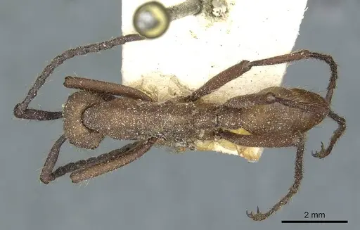 Eciton hamatum specimen CASENT0911380 image casent0911380_1