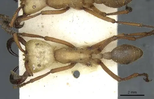 Eciton hamatum specimen CASENT0911381 image casent0911381_1