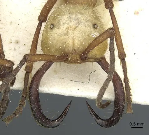 Eciton hamatum specimen CASENT0911381 image casent0911381_2