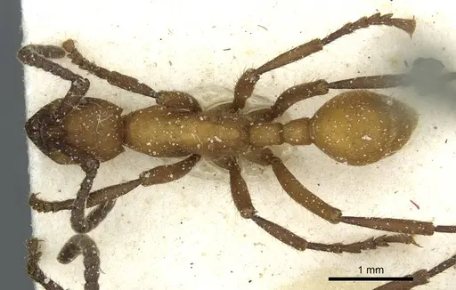 Eciton hamatum specimen CASENT0911382 image casent0911382_1