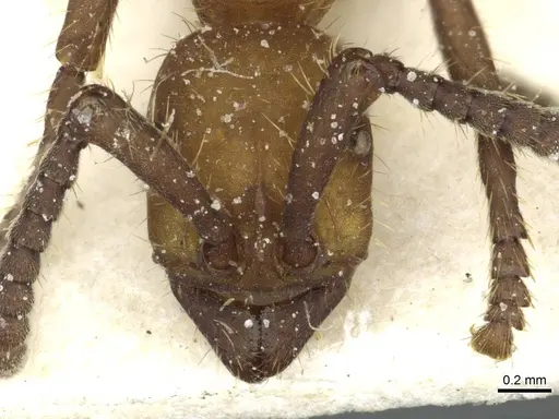Eciton hamatum specimen CASENT0911382 image casent0911382_2