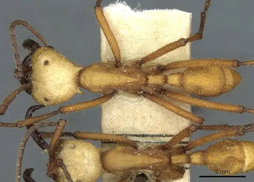 Eciton hamatum specimen CASENT0911383 image casent0911383_1