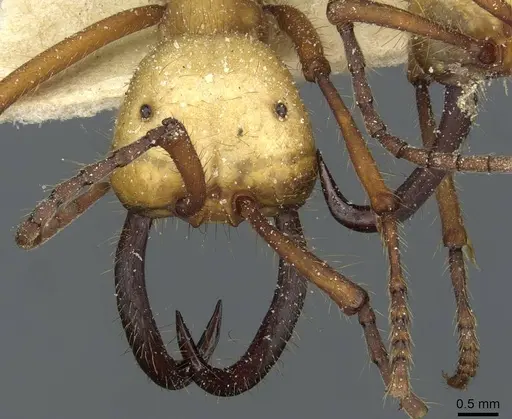 Eciton hamatum specimen CASENT0911383 image casent0911383_2