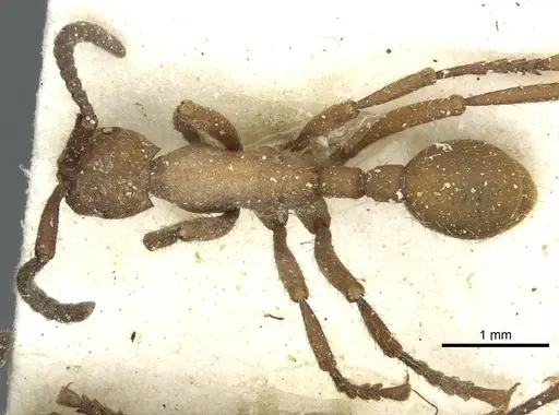 Eciton hamatum specimen CASENT0911384 image casent0911384_1