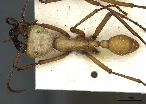 Eciton hamatum specimen CASENT0911385 image casent0911385_1
