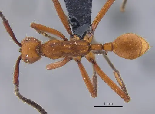 Eciton hamatum specimen CBUMAGENT41861 image cbumagent41861_1