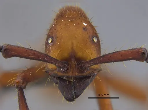 Eciton hamatum specimen CBUMAGENT41861 image cbumagent41861_2