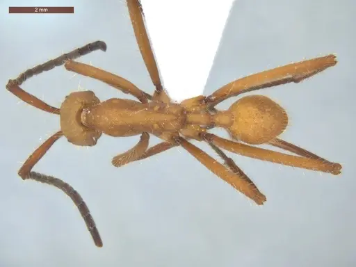 Eciton hamatum specimen ECOFOG-TR13-0001-09 image ecofog-tr13-0001-09_1