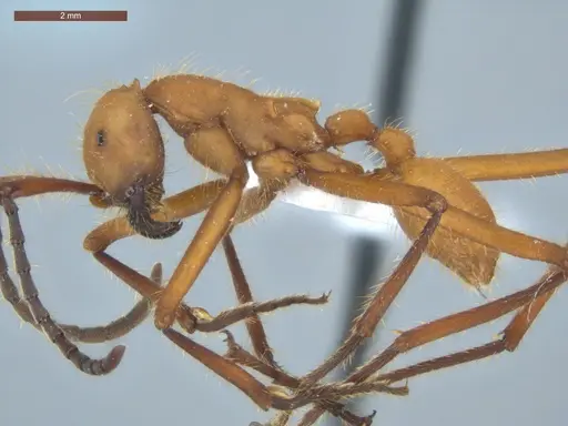 Eciton hamatum specimen ECOFOG-TR13-0001-09 image ecofog-tr13-0001-09_3