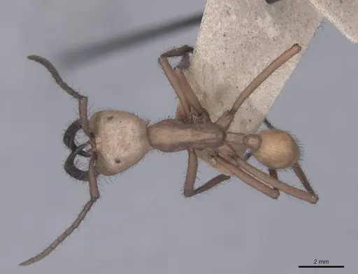Eciton hamatum specimen FMNHINS0000045240 image fmnhins0000045240_1