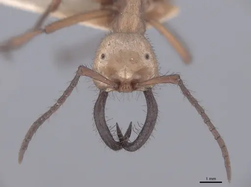 Eciton hamatum specimen FMNHINS0000045240 image fmnhins0000045240_2