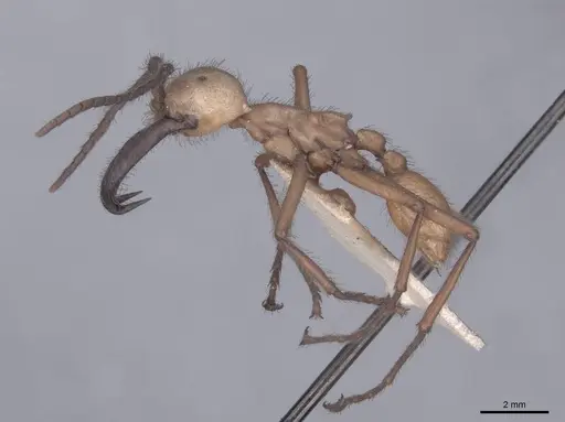 Eciton hamatum specimen FMNHINS0000045240 image fmnhins0000045240_3