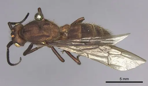 Eciton hamatum specimen INB0003692970 image inb0003692970_1