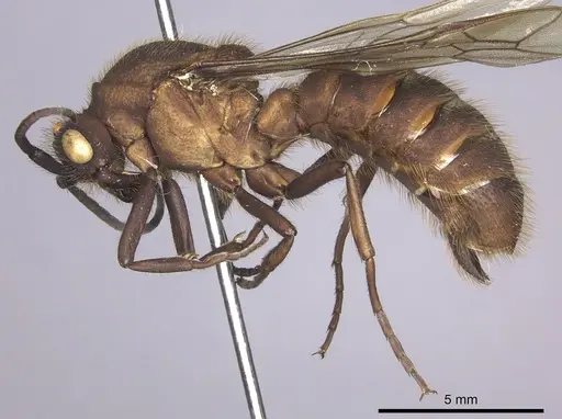 Eciton hamatum specimen INB0003692970 image inb0003692970_3