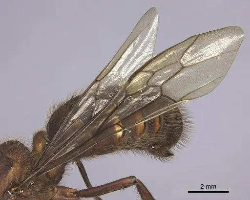 Eciton hamatum specimen INB0003692970 image inb0003692970_4