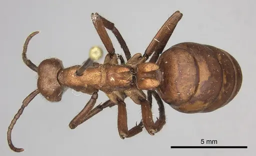Eciton hamatum specimen INBIOCRI001283500 image inbiocri001283500_1