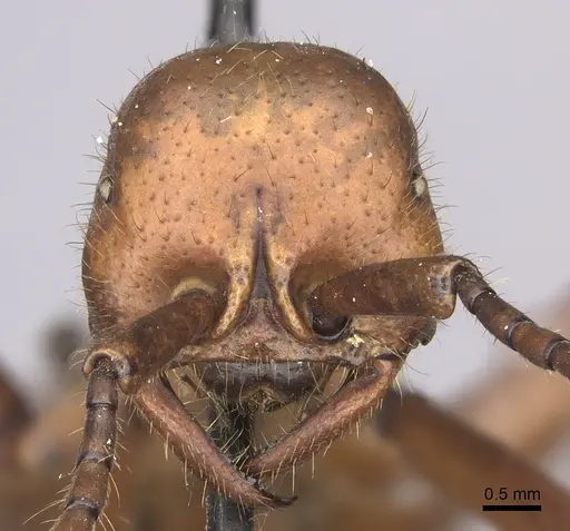Eciton hamatum specimen INBIOCRI001283500 image inbiocri001283500_2