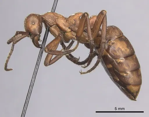 Eciton hamatum specimen INBIOCRI001283500 image inbiocri001283500_3