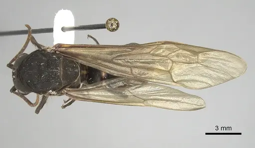Eciton jansoni specimen CASENT0249458 image casent0249458_1