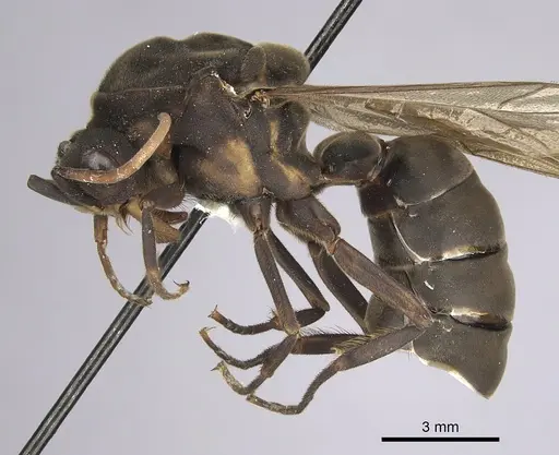 Eciton jansoni specimen CASENT0249458 image casent0249458_3