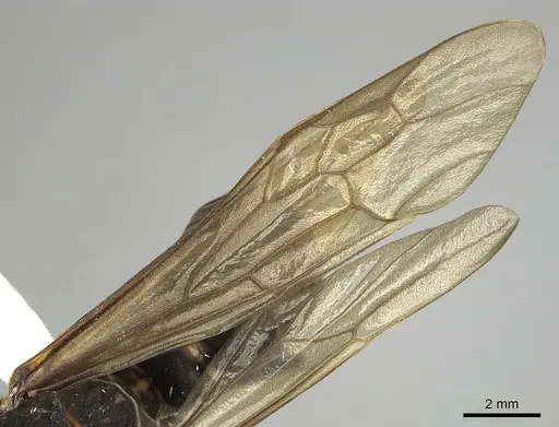 Eciton jansoni specimen CASENT0249458 image casent0249458_4