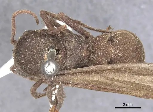 Eciton jansoni specimen CASENT0905941 image casent0905941_1