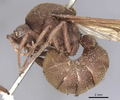 Eciton jansoni specimen CASENT0905941 image casent0905941_3