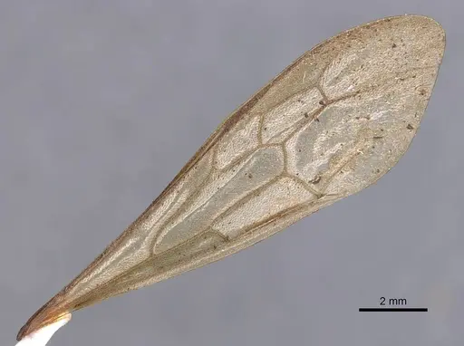 Eciton jansoni specimen CASENT0905941 image casent0905941_4