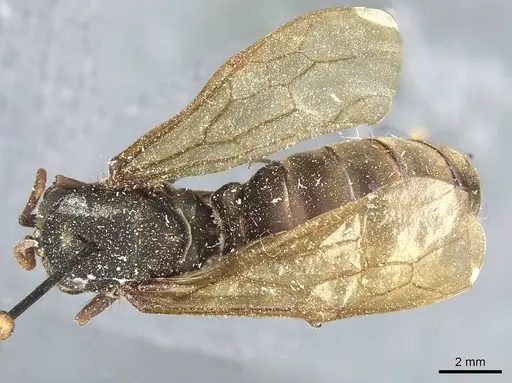 Eciton jansoni specimen CASENT0911386 image casent0911386_1
