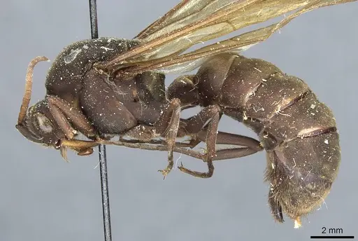 Eciton jansoni specimen CASENT0911386 image casent0911386_3
