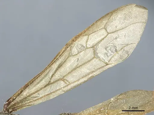 Eciton jansoni specimen CASENT0911386 image casent0911386_4