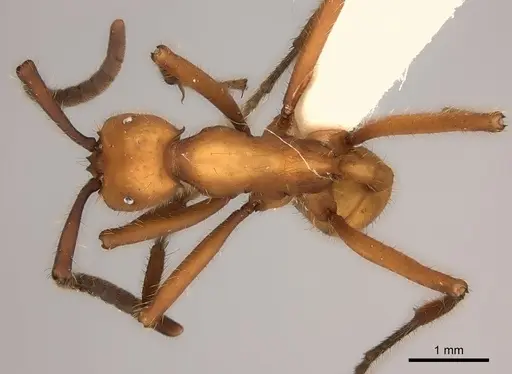 Eciton lucanoides specimen CASENT0217471 image casent0217471_1