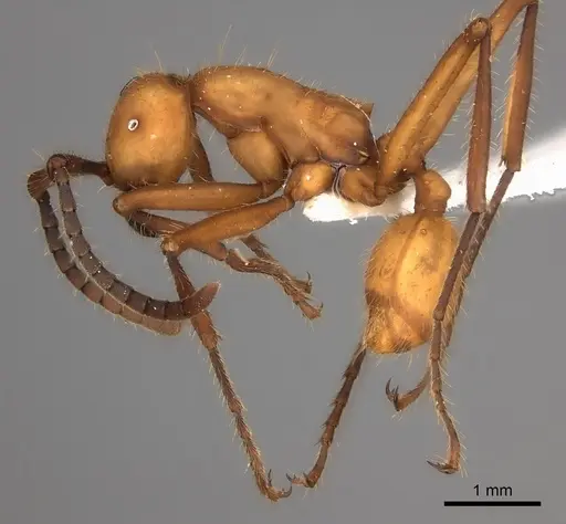 Eciton lucanoides specimen CASENT0217471 image casent0217471_3