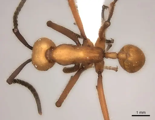Eciton lucanoides specimen CASENT0217472 image casent0217472_1