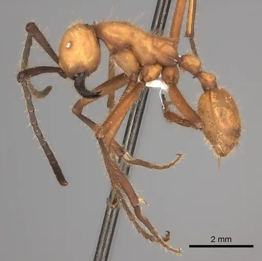 Eciton lucanoides specimen CASENT0217472 image casent0217472_3
