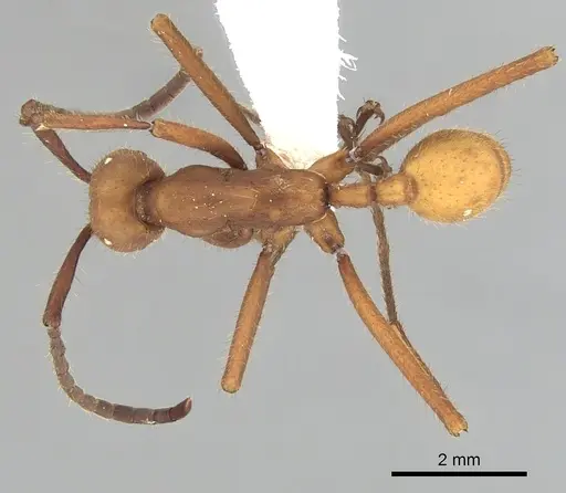 Eciton lucanoides specimen CASENT0249459 image casent0249459_1