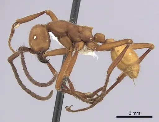 Eciton lucanoides specimen CASENT0249459 image casent0249459_3