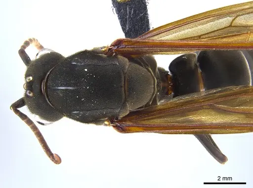 Eciton lucanoides specimen CASENT0650670 image casent0650670_1
