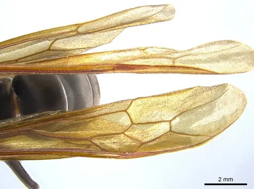 Eciton lucanoides specimen CASENT0650670 image casent0650670_2