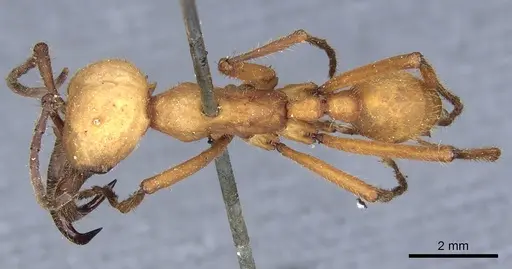 Eciton lucanoides specimen CASENT0903719 image casent0903719_1