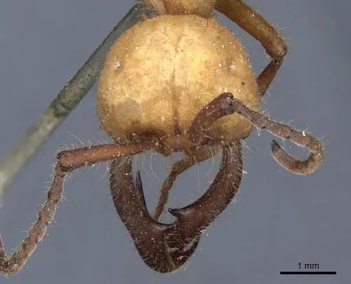Eciton lucanoides specimen CASENT0903719 image casent0903719_2